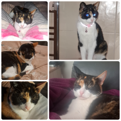 Lost Female Cat last seen FY5 3QR, Blackpool, England FY5 3QR