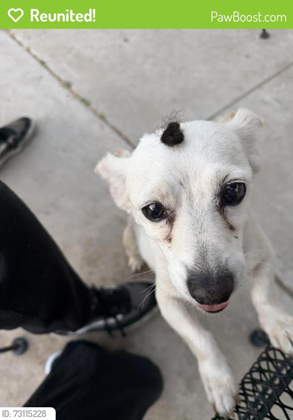 Reunited Male Dog last seen Near n orange street Riverside ca, Riverside, CA 92501