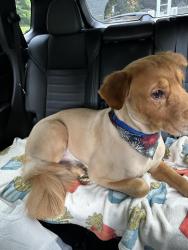 Reunited Male Dog last seen Ocean Park Resort, Myrtle Beach, SC 29577
