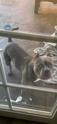 Reunited Male Dog last seen Montgomery Waller Recreational Center, San Diego, CA 92154
