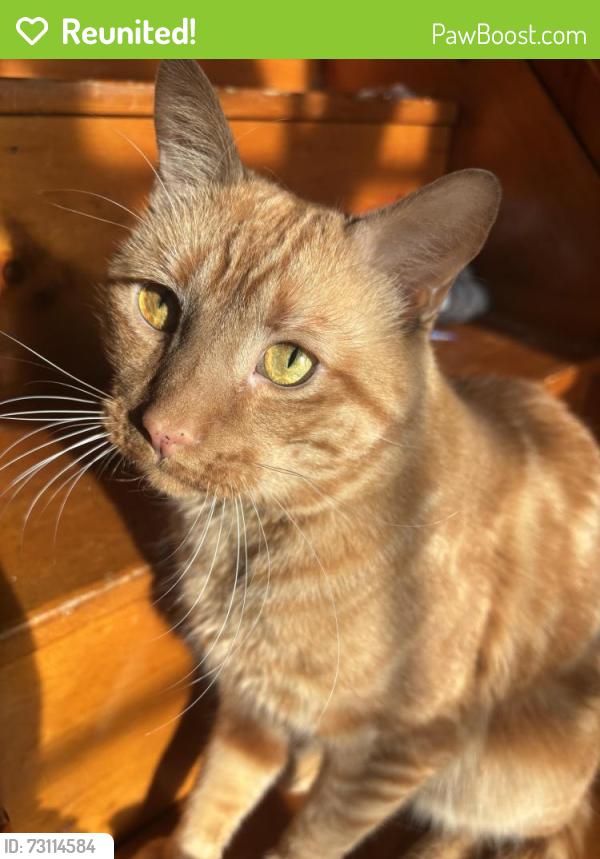 Reunited Male Cat last seen Near spiller rd, Gorham, ME 04038