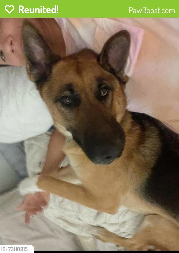 Reunited Male Dog last seen Narbonne high school, Los Angeles, CA 90710