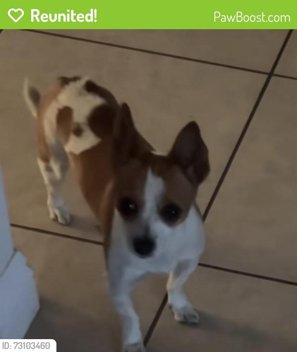 Reunited Female Dog last seen 53rd street, San Bernardino, CA 92401