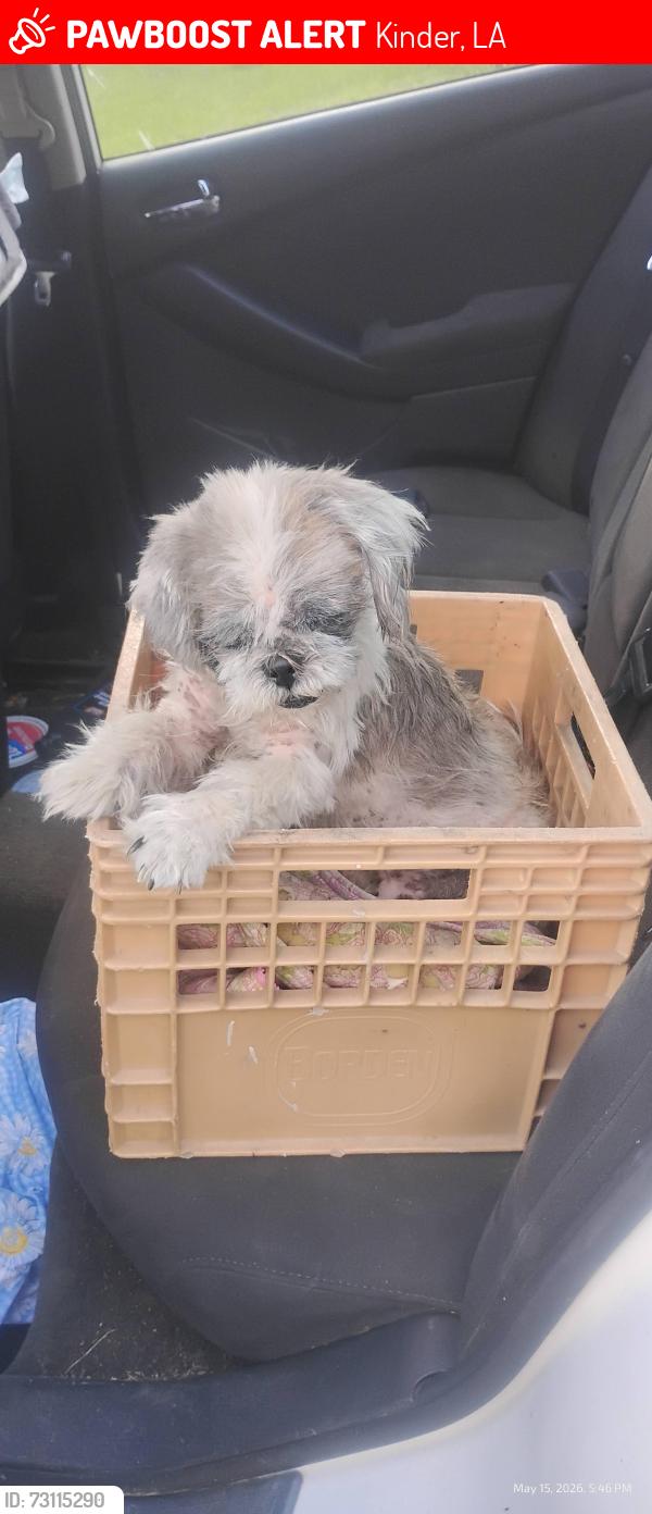 Lost Male Dog last seen Near Hwy 190 West Kinder Louisiana 70648, Kinder, LA 70648