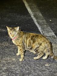 Found/Stray Unknown Cat last seen Willow Creed Dr in the parking lot, Sandy Springs, GA 30328