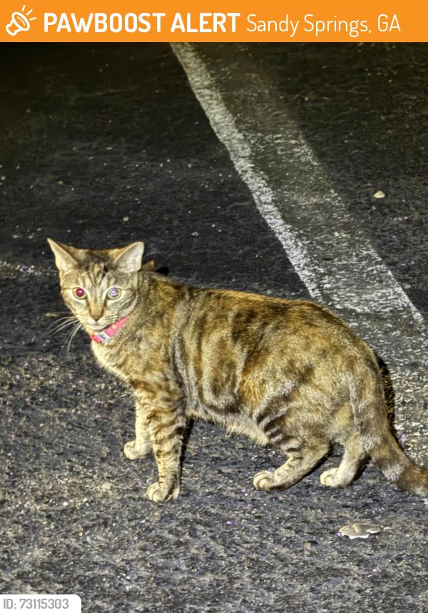 Found/Stray Unknown Cat last seen Willow Creed Dr in the parking lot, Sandy Springs, GA 30328
