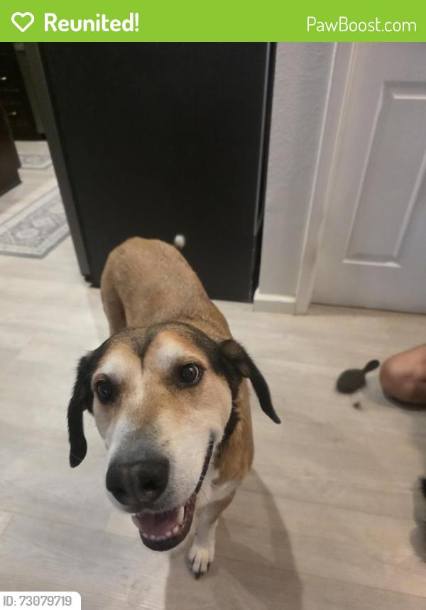 Reunited Male Dog last seen 35th ave & Sweetwater, Phoenix, AZ 85029