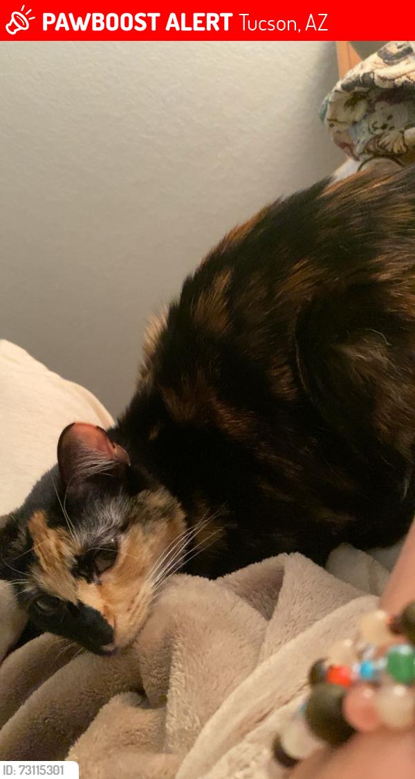 Lost Female Cat last seen Found previously in U-Store-It lot, Tucson, AZ 85730