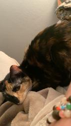 Lost Female Cat last seen Found previously in U-Store-It lot, Tucson, AZ 85730