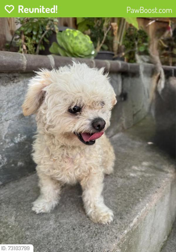 Reunited Female Dog last seen Oak Hill, Pittsburg, CA 94565