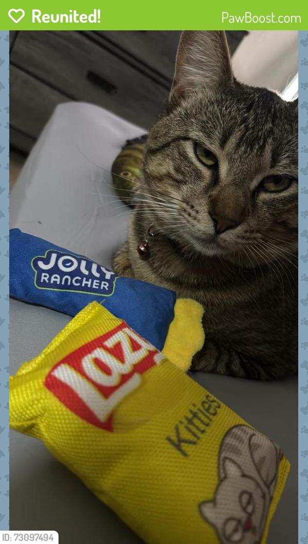 Reunited Male Cat last seen Near jenkins rd, Pasadena, TX 77506