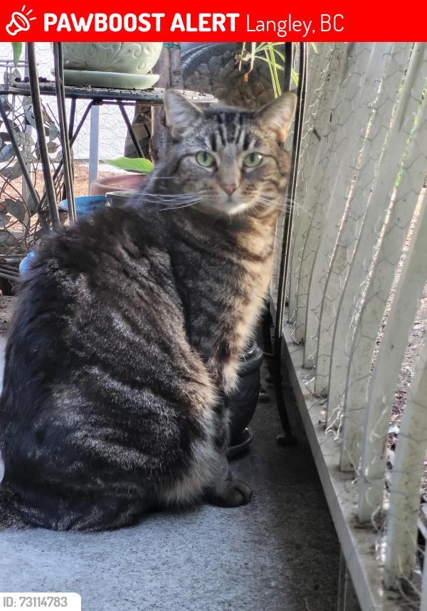 Lost Male Cat last seen 56ave & 207 st, Langley, BC 