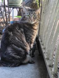 Lost Male Cat last seen 56ave & 207 st, Langley, BC 