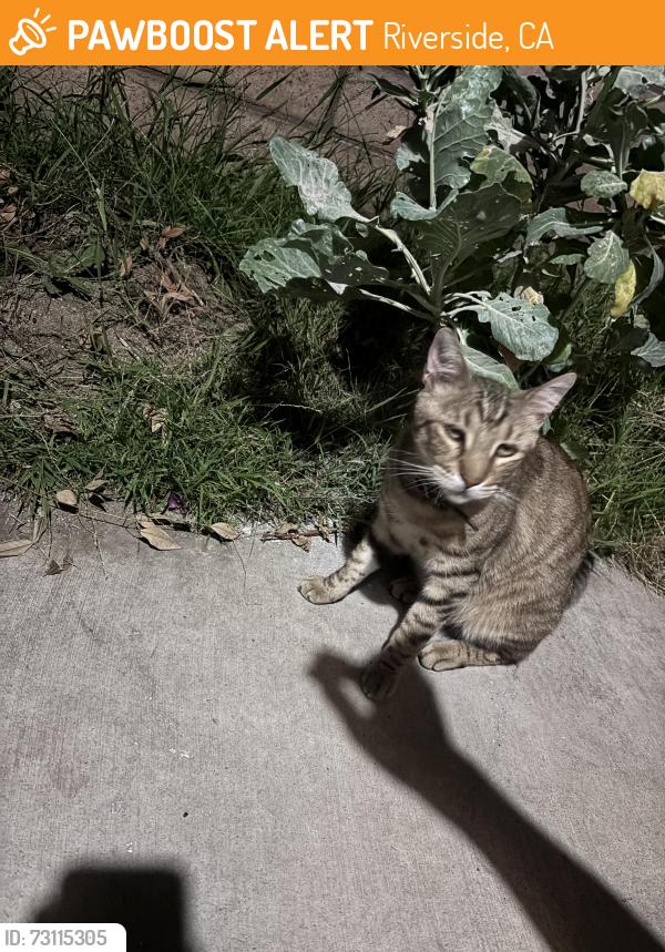 Found/Stray Female Cat last seen Bruin dr, Riverside, CA 92507