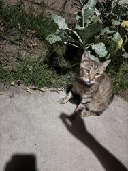 Found/Stray Female Cat last seen Bruin dr, Riverside, CA 92507