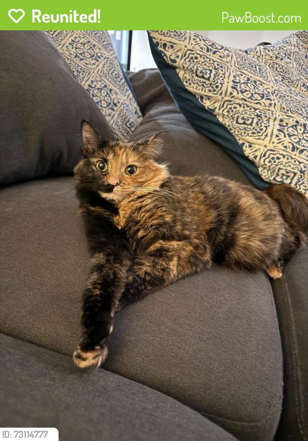 Reunited Female Cat last seen 93A Eley Road, Box Hill South, VIC 3128, Box Hill South, VIC 3128