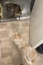 Reunited Female Dog last seen Beaverwood ln, Crowley, TX 76036