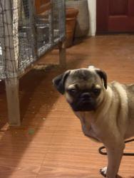 Reunited Male Dog last seen Pole bridge court, Seagoville, TX 75159