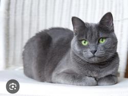 Reunited Female Cat last seen Near Roma Ave NE & Arno #505-515-7602, Albuquerque, NM 87102