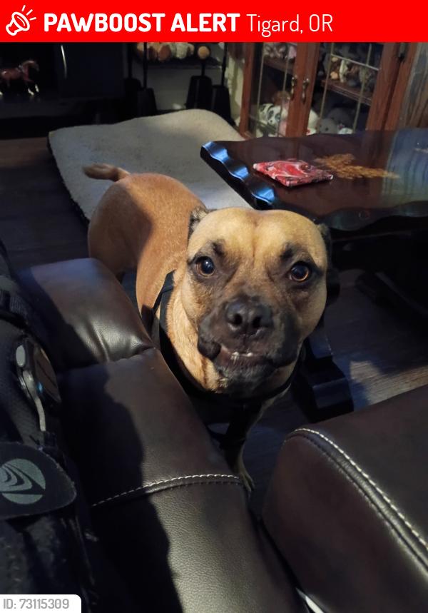 Lost Female Dog last seen Sw 68th and Cascade 24 hour veterinary, Tigard, OR 97223