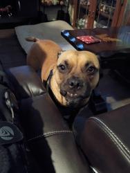 Lost Female Dog last seen Sw 68th and Cascade 24 hour veterinary, Tigard, OR 97223
