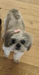 Reunited Female Dog last seen Chayote and Foxmoore, Rio Rancho, NM 87144