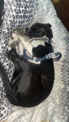 Lost Female Dog last seen Near Mississippi 44 Columbia ms, Columbia, MS 39429