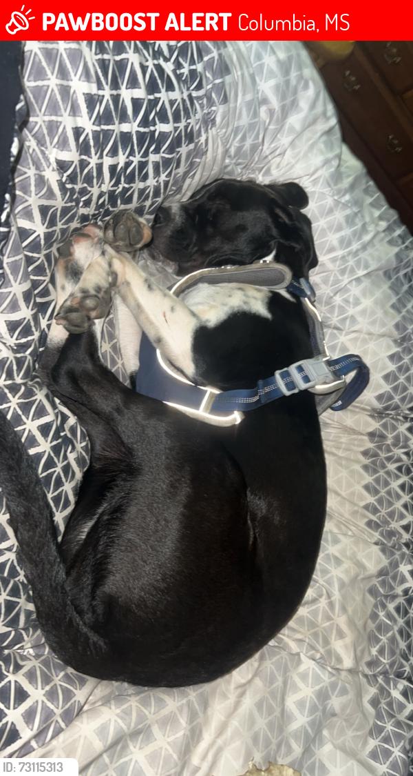 Lost Female Dog last seen Near Mississippi 44 Columbia ms, Columbia, MS 39429