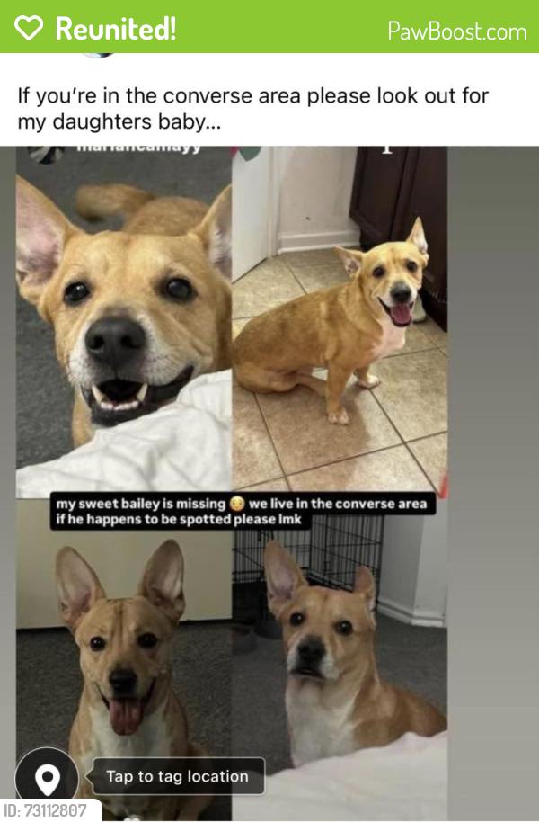 Reunited Male Dog last seen Crestway/ morning grove, Converse, TX 78109