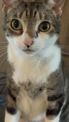 Reunited Female Cat last seen Gloria Ave and Old Us1, Mims, FL 32754