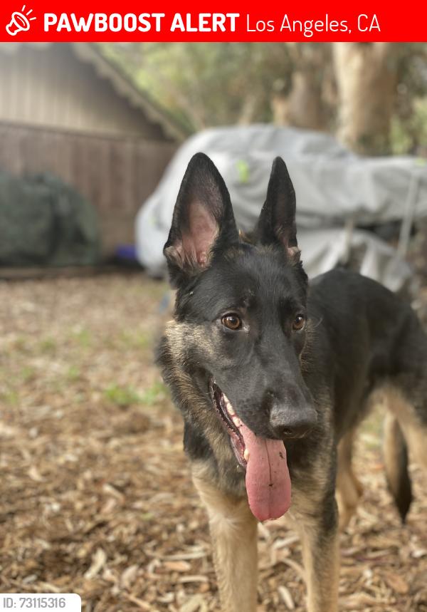 Lost Male Dog last seen Orcas and foothill, Los Angeles, CA 91342