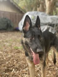 Lost Male Dog last seen Orcas and foothill, Los Angeles, CA 91342