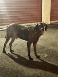 Found/Stray Unknown Dog last seen Just Box It Storage on Sunset Circle off Lebanon Pike, Mt. Juliet, TN 37122