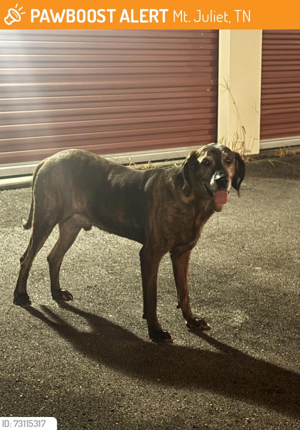 Found/Stray Unknown Dog last seen Just Box It Storage on Sunset Circle off Lebanon Pike, Mt. Juliet, TN 37122