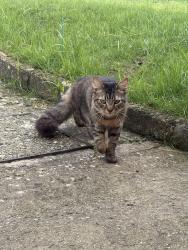Lost Male Cat last seen Mill Road, Westbourne, England PO10 8TH