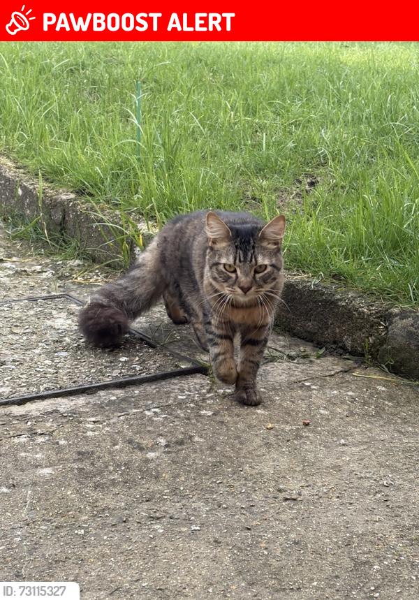 Lost Male Cat last seen Mill Road, Westbourne, England PO10 8TH
