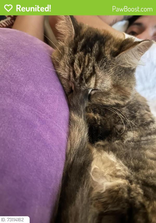 Reunited Female Cat last seen Country club and Campbell, Tucson, AZ 85716