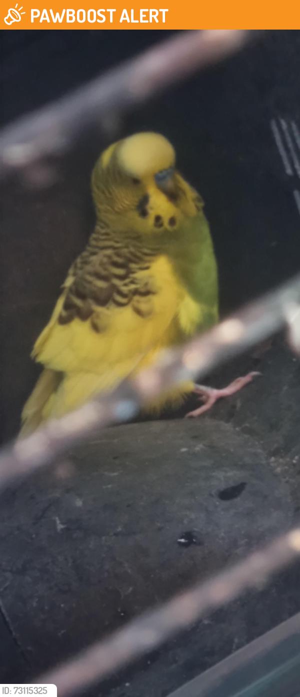 Found/Stray Unknown Bird last seen Kenton library, Greater London, England 