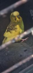 Found/Stray Unknown Bird last seen Kenton library, Greater London, England 