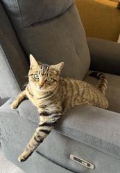 Lost Male Cat last seen Near El Cajon valley high school!, El Cajon, CA 92021