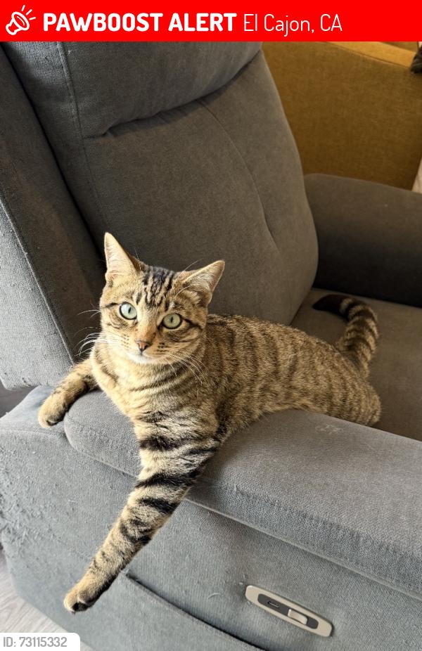 Lost Male Cat last seen Near El Cajon valley high school!, El Cajon, CA 92021