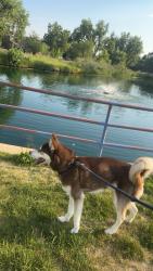 Reunited Male Dog last seen Federal Blvd, Westminster, CO 80031