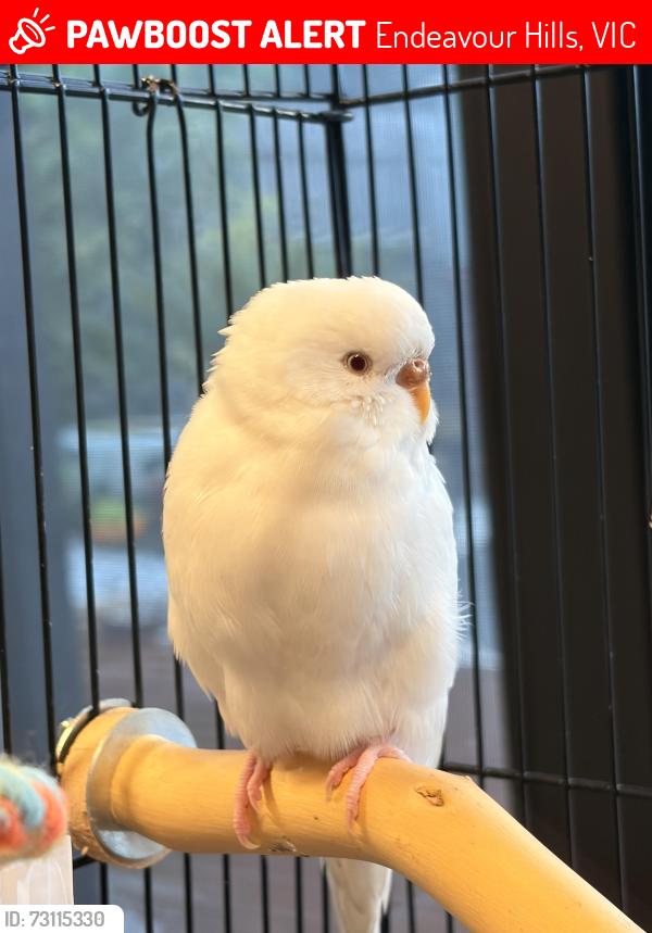 Lost Female Bird last seen Small grocer shop, Dandenong North, VIC 3175