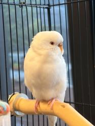 Lost Female Bird last seen Small grocer shop, Dandenong North, VIC 3175
