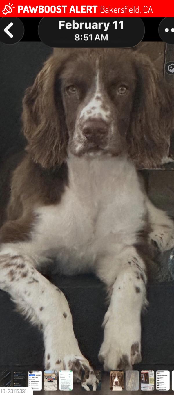 Lost Male Dog last seen Allen road, Bakersfield, CA 93312