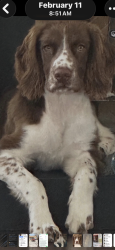 Lost Male Dog last seen Allen road, Bakersfield, CA 93312
