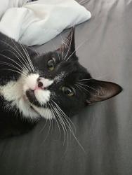 Lost Female Cat last seen Whitewood, Murrieta, CA 92563