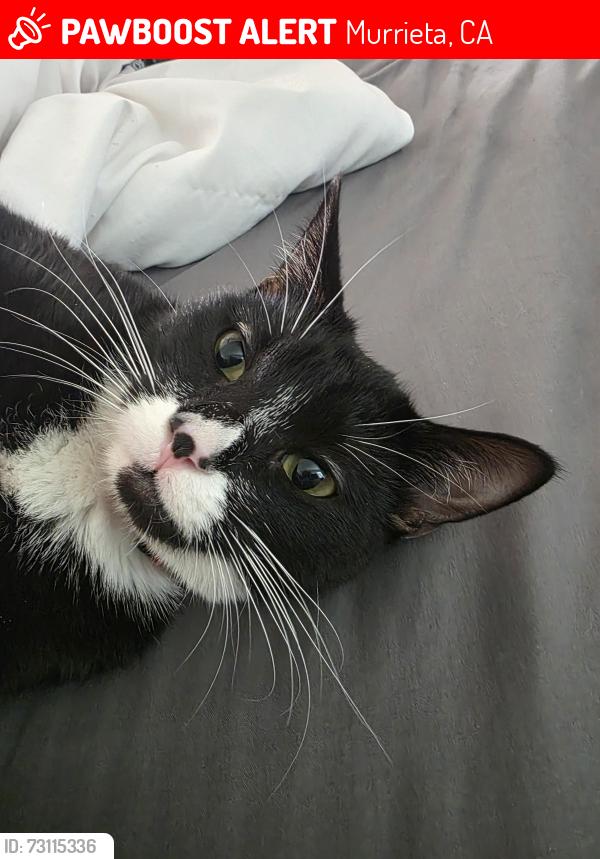 Lost Female Cat last seen Whitewood, Murrieta, CA 92563