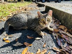 Lost Female Cat last seen Nexus Wellington Office Spaces on LWR., Wellington, FL 33467