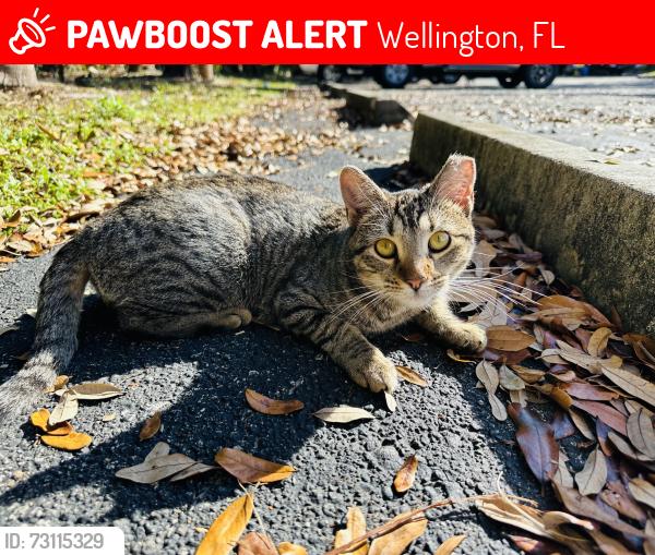 Lost Female Cat last seen Nexus Wellington Office Spaces on LWR., Wellington, FL 33467